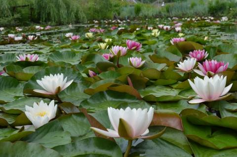 Apa Lily plantare, îngrijire și propagare