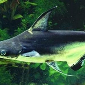 Compoziția chimică a pangasius, beneficiază de utilizarea de „canal de somn“ nocivitatea de slabă calitate