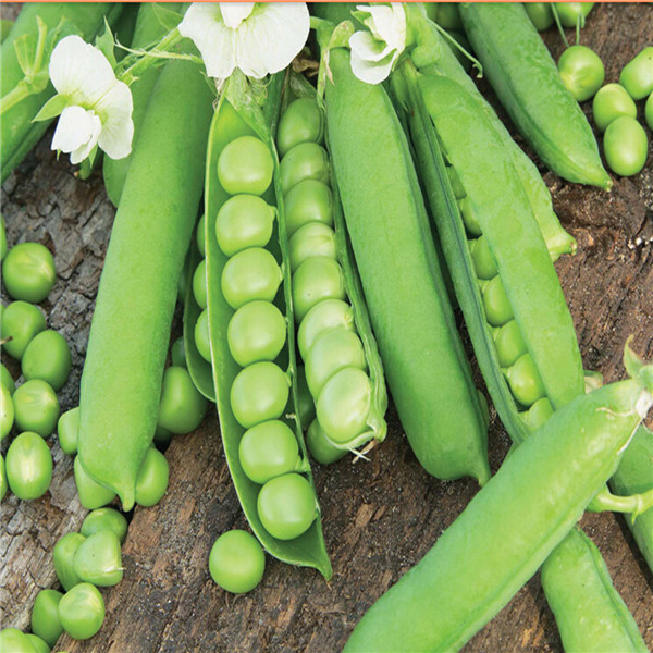 mazăre verde fotografie, imagini, cum să crească