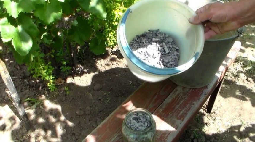 Ash - un instrument excelent pentru hrănirea și protecția flori, horticole caz () (cultivatorii folosesc cenușă) Ash - un instrument excelent pentru hrănirea și protejarea florilor, de afaceri horticole ()
