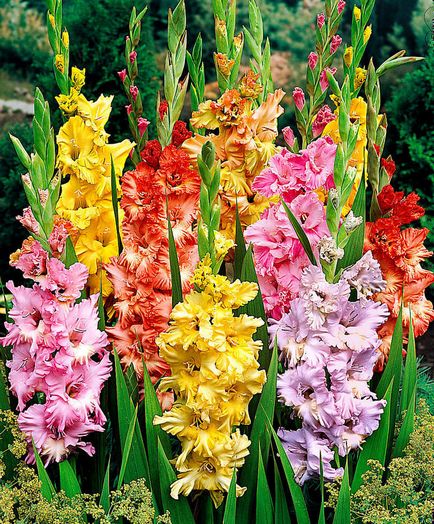 10 reguli importante de creștere gladiole (norme) 10 reguli importante de creștere gladiole