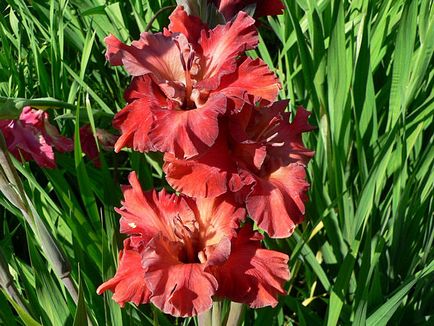 10 reguli importante de gladiole în creștere (importante) 10 reguli importante de creștere gladiole