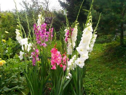 10 reguli importante de creștere gladiole (cultivare) 10 reguli importante de creștere gladiole