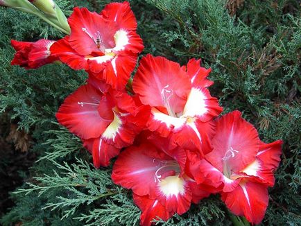 10 reguli importante de creștere gladiole (cultivare) 10 reguli importante de creștere gladiole