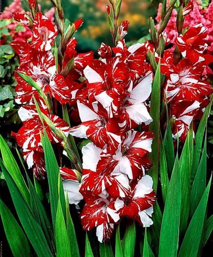 10 reguli importante de creștere gladiole (norme) 10 reguli importante de creștere gladiole