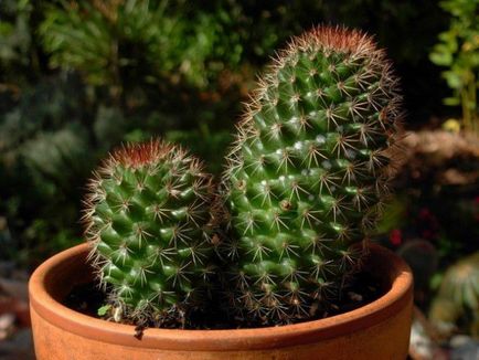 15 houseplants nepretențioase pentru cele mai aglomerate lentyaek (interior) 15 houseplants nepretențioase pentru cele mai aglomerate lentyaek