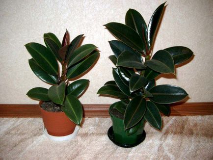 15 houseplants nepretențioase pentru cele mai aglomerate lentyaek (majoritatea) 15 houseplants nepretențioase pentru cele mai aglomerate lentyaek