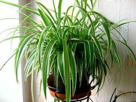 15 houseplants nepretențioase pentru cele mai aglomerate lentyaek (interior) 15 houseplants nepretențioase pentru cele mai aglomerate lentyaek