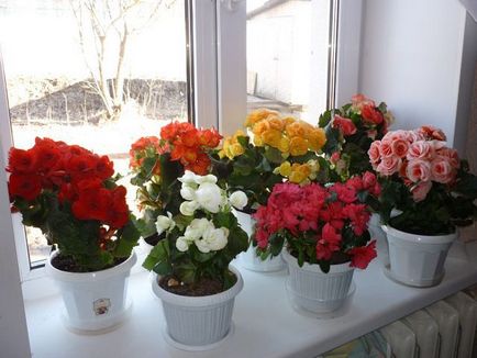 15 houseplants nepretențioase pentru cele mai aglomerate lentyaek (plante) 15 houseplants nepretențioase pentru cele mai aglomerate lentyaek