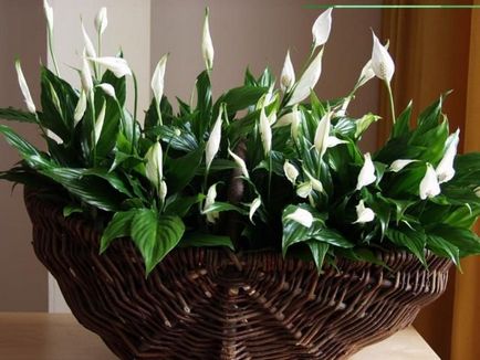 15 houseplants nepretențioase pentru cele mai aglomerate lentyaek (plante) 15 houseplants nepretențioase pentru cele mai aglomerate lentyaek