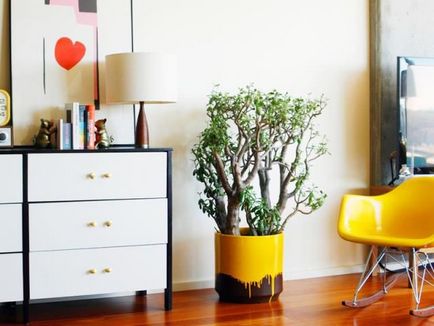 15 houseplants nepretențioase pentru cele mai aglomerate lentyaek (plante) 15 houseplants nepretențioase pentru cele mai aglomerate lentyaek