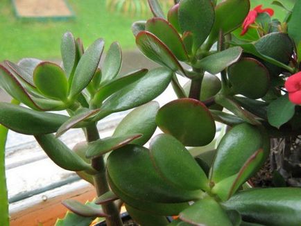 15 houseplants nepretențioase pentru cele mai aglomerate lentyaek (plante) 15 houseplants nepretențioase pentru cele mai aglomerate lentyaek