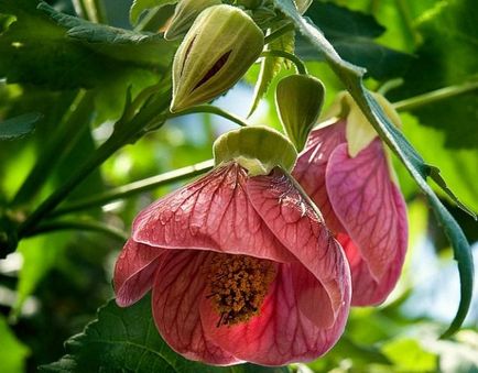 15 houseplants nepretențioase pentru cele mai aglomerate lentyaek (interior) 15 houseplants nepretențioase pentru cele mai aglomerate lentyaek