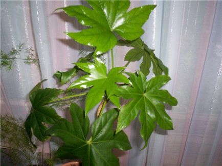 15 houseplants nepretențioase pentru cele mai aglomerate lentyaek (Hardy) 15 houseplants nepretențioase pentru cele mai aglomerate lentyaek