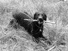 6 retriever de formare (câine se comportă) 6 Retriever de formare