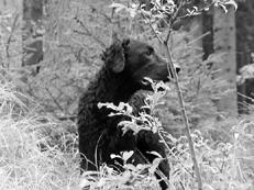 retriever 6 Training (retriever) 6 Retriever de formare