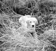 6 Formarea Retriever (efectua acțiuni care) 6 Retriever de formare