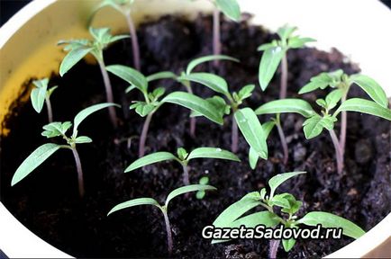 6 din Regulamentul de material săditor sănătoase și robuste de tomate (tomate) 6 din Regulamentul de sănătos și răsaduri de roșii puternice