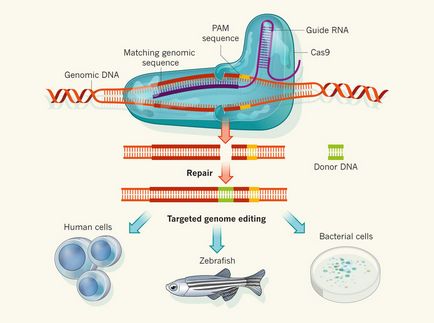 7 fapte despre modificarea genetică a embrionilor umani, futuriste - viitorul este aici