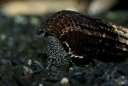 8 tipuri de melci de acvariu utile cu fotografii, video, descriere, îngrijire (tipuri de melci de acvariu) 8 tipuri de melci de acvariu utile cu fotografii, video, descriere, îngrijire