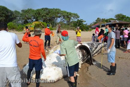 Rechinii din Thailanda 1 (rechin) Rechinii din Thailanda 1