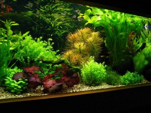 Principiile de acvariu olandeze de design (Aquarium) Principiile de acvariu olandeze de design
