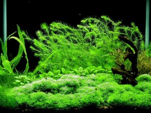 Principii de proiectare olandeze acvariu (dioxid de carbon), hrana pentru animale Principiile de acvariu olandeze de design