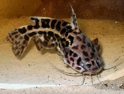 specii catfish de acvariu select (specii) specii de somn Aquarium de selectat