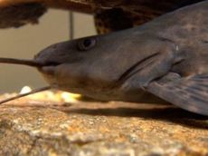specii catfish de acvariu select (specii) specii de somn Aquarium de selectat