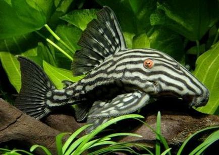 specii de somn Aquarium select (somn) specii de somn Aquarium de selectat