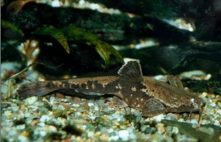 specii de somn Aquarium, unii aleg (în funcție de pescuit) specii de somn Aquarium de selectat