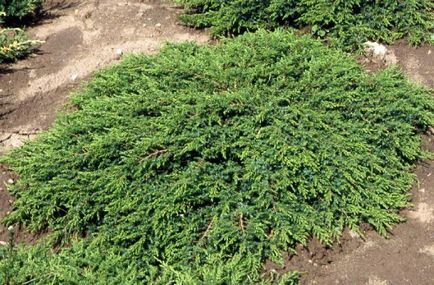 Alpine diapozitiv lui ienupăr mâinile și tui! (Juniper) Alpine diapozitiv lui ienupăr mâinile și tui!