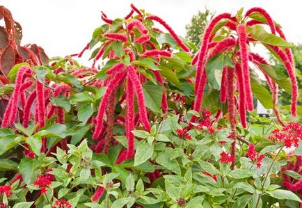 Proprietățile Amaranth ale plantelor, utilizarea, beneficiile și efectele nocive (plante amarant folosesc proprietăți beneficii daune) Proprietățile Amaranth ale plantelor, utilizarea, beneficiile și prejudiciul