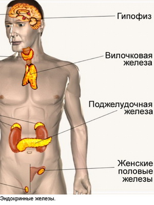 Anatomia imaginii pancreasului uman în cazul în care pancreasul la om (uman) Anatomia imaginii pancreasului uman în cazul în care pancreasul la om