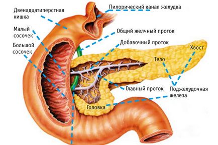 Anatomia imaginii pancreasului uman în cazul în care pancreasul in corpul uman (pancreas) Anatomia imaginii pancreasului uman în cazul în care pancreasul la om