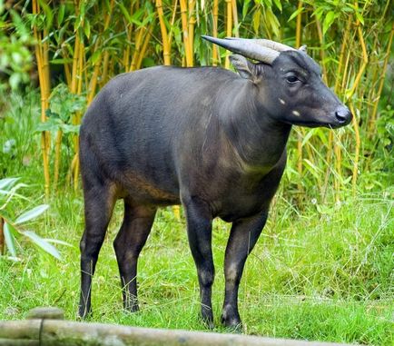 ANOA sau bivol pitic (ANOA) ANOA sau bivol pitic