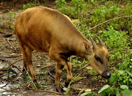 ANOA sau bivol pitic (bivol) ANOA sau bivol pitic