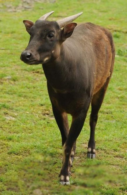 ANOA sau bivol pitic (ANOA) ANOA sau bivol pitic