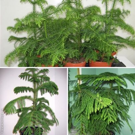 Araucaria - molid acasă, ghivece cu plante (casă) Araucaria - molid acasă, ghivece cu plante