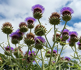 contraindicații Artichoke și proprietăți terapeutice (proprietăți) Artichoke proprietăți medicinale și contraindicații
