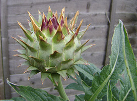 Artichoke proprietăți și contraindicații terapeutice (tratament) Artichoke proprietăți medicinale și contraindicații