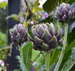 Artichoke proprietăți și contraindicații terapeutice (contra) Artichoke proprietăți medicinale și contraindicații
