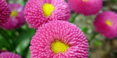 Aster greabăn din rădăcina (aster) Steliforme ofilite de la rădăcină