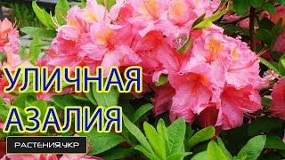 Azaliya Sadovaya cultivare și întreținere, fotografii, vederi (grădina) cultivare și întreținere Azaliya Sadovaia, fotografii, specii