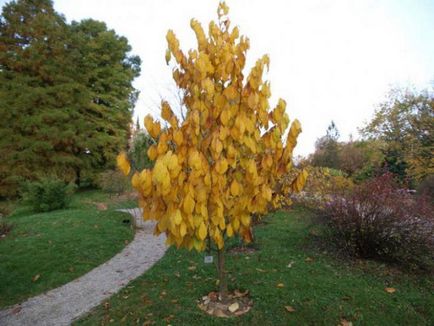 Pawpaw descriere și fotografii tri (semințe ale acestei plante) Pawpaw descriere tri și fotografii
