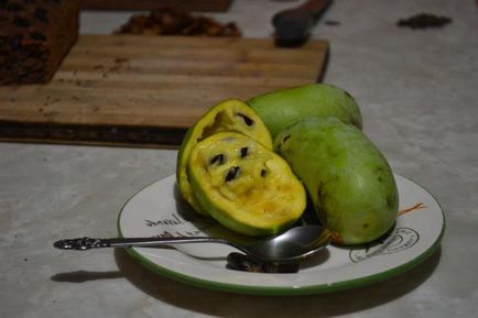 Pawpaw descriere și fotografii tri (Pawpaw) Pawpaw descriere tri și fotografii