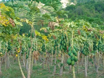 cultivarea Pawpaw și îngrijirea plantelor în câmp deschis (Pawpaw) cultivarea Pawpaw și îngrijirea plantelor în câmp deschis