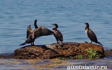 pasăre Cormoran (pasăre cormoran. Stilul de viață și habitatul cormorant) pasăre cormoran