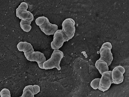 bacterii nitrificatoare (cantități mari de energie) bacterii nitrificatoare