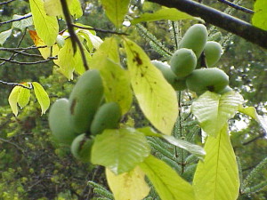 Bananier Pawpaw trilobate la (Pawpaw trilobite în centrul România) Bananier Pawpaw trilobate, pentru